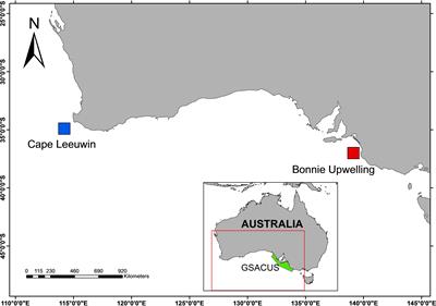 La Niña conditions influence interannual call detections of pygmy blue whales in the eastern Indian Ocean